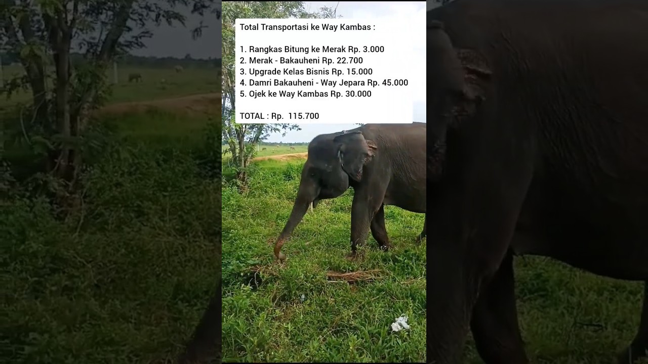 Ke Way Kambas Cuma 100 Ribuan 