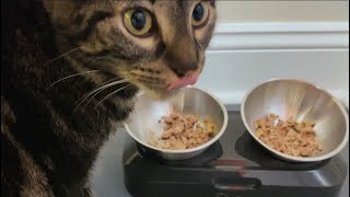 KATSUPREME stainless steel inclining feeding bowl by Ziggy And Zelda 903 views 2 years ago 7 minutes, 25 seconds