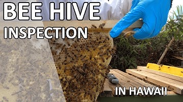 Our First Inspection of Top Bar Hive #1