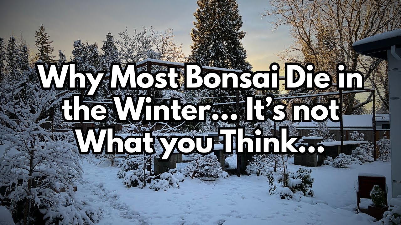 Почему большинство бонсай погибает зимой — это не то, что вы думаете...