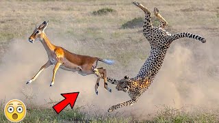 animals caught in the air when escaping