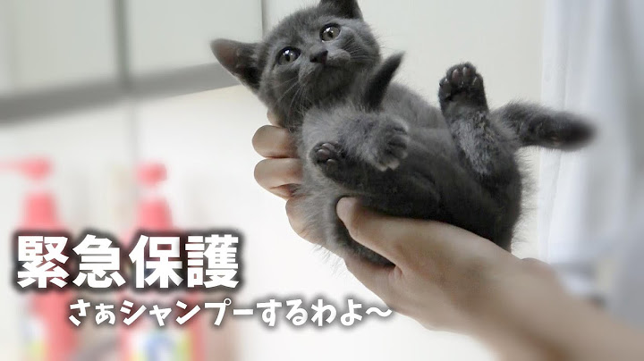近所の庭で鳴いていた子猫を緊急で保護しました【保護子猫】