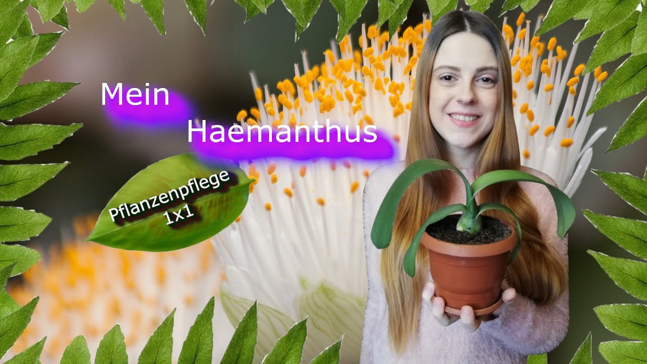 Haemanthus albiflos, das Elefantenohr| Pflanzenpflege 1x1|