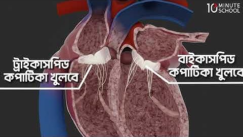 অধ্যায় ৪ - রক্ত ও সংবহনতন্ত্র - হৃদপিন্ডের রক্ত সঞ্চালন পদ্ধতি (3D) [HSC]