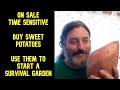 TIME SENSITIVE - Buy Sweet Potatoes Now For Just Pennies- Use Them To Start A Survival Garden Later