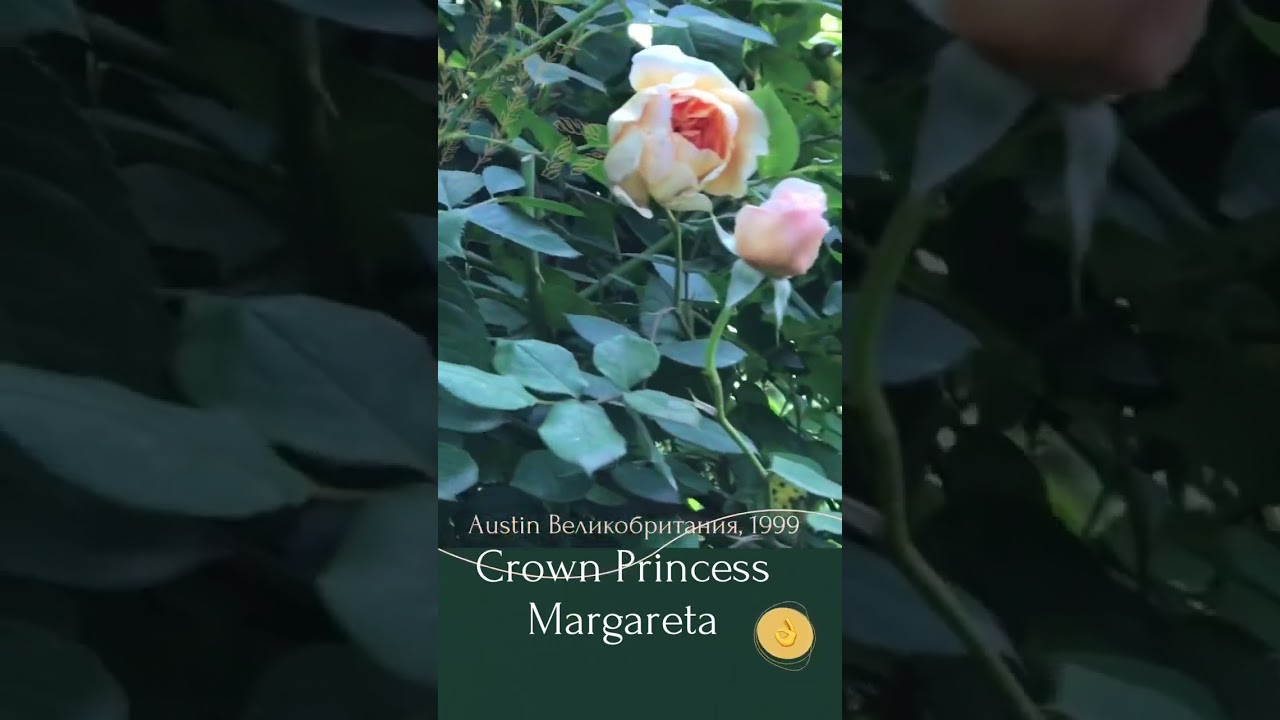 Восхищает взгляд роза Crown Princess Margareta