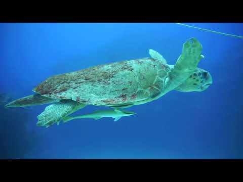 A Day on The Water - Grand Cayman Island