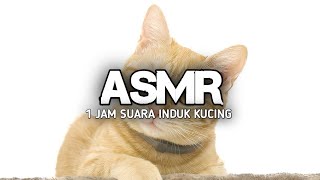 1 Jam Suara Induk Kucing Memanggil Anaknya