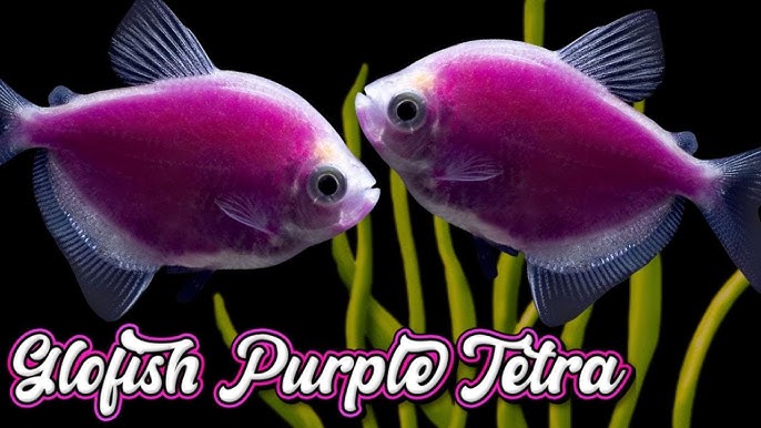 GloFish, Tetra - Aqua-World