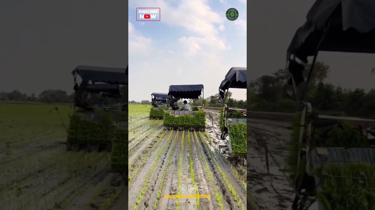 Amazing Rice Planting Machines