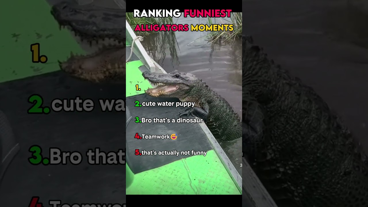 RANKING THE FUNNIEST ALLIGATORS MOMENTS