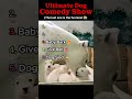 Dogs Gone Wild: Ultimate Comedy Moments 🐾🤣