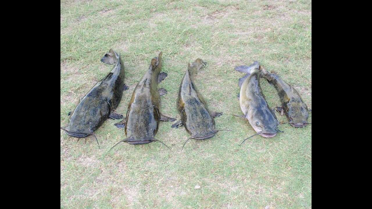 Flathead and Channel Catfishing YouTube