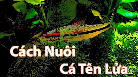 Cá tên lửa - Cá hồng mi ấn độ đẹp - Cách nuôi cá tên lửa mau lớn lên màu đẹp