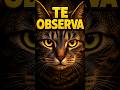 Tu gato no te ignora… te está observando 🐱 #secretosdelgato #cat #gatos #catbehavior  #curiosidades