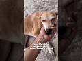 #indiedogs #indianstreetdogs #streetdog #streetdogs #indiandoglovers #dogvideos #dogvideo #dogshorts