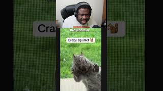 squirrel is literally breaking in