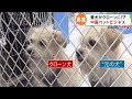 “死んだ愛犬の細胞”から作られた、そっくりな犬...「クローンペット」が中国で増加。優秀な犬のクローン犬は「500万円以上」にも~カンテレ「報道ランナー」(2020/9/17OA)