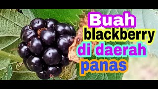 How to Grow Blackberries - Complete Growing Guide