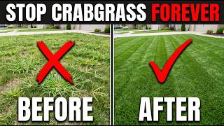 The EASIEST Way To Stop Crabgrass with Corn Gluten Forever