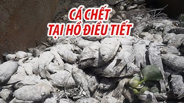 Cá chết la liệt, bốc mùi hôi thối tại hồ điều tiết ở Đà Nẵng