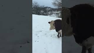 Bik Od 12 Mjeseci Spreman Za Klanje Pogledajte Cijeli Video