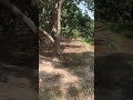 Mango Farm Multan