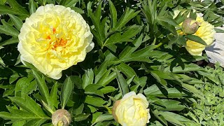 видео: Чумовые  Пионы 🌺!9 красивейших сортов - Роскошь и Драгоценность моего сада !!!#нравится#сад#garden картинка: Чумовые  Пионы 🌺!9 красивейших сортов - Роскошь и Драгоценность моего сада !!!#нравится#сад#garden