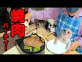 愛犬と焼肉パーティしたら今にも喋りそうで激しい！ハスキー犬とトイプードルとスコの子猫