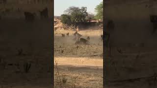 Monkeys save impala from leopard attack #shorts