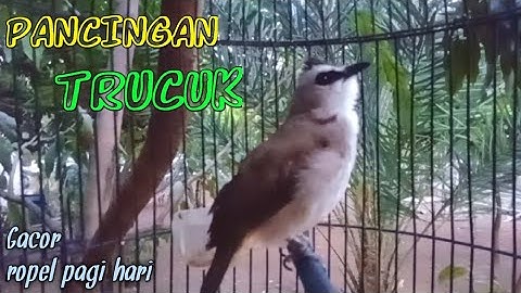 TRUCUK GACOR PAGI HARI... PANCINGAN burung trucukan biar cepat bunyi GACOR ropel