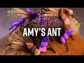 Amy's Ant