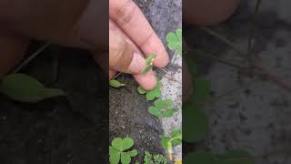 चांगेरी (Oxalis corniculata)☘️☘️