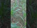 ASMR mupuk jagung #shorts #farming #viral #trending #fyp #corn  #fertilizer #petanimuda
