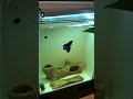【ベタ飼育】モーリスくんの水槽