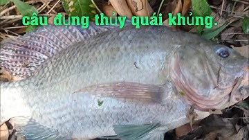 Câu cá rô đồng, Câu Cá thác lác đồng tự nhiên quá may mắn bất ngờ gặp ngay Thủy quái siêu khủng lồ..