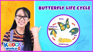 learn the life cycle of the butterfly butterfly stages educational videos from kiddos world tv