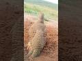 Wild Gray Francolin Voice#grayfrancolin #wildbirds #birdcall #teetarsound #shorts
