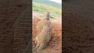 Wild Gray Francolin Voice#grayfrancolin #wildbirds #birdcall #teetarsound #shorts