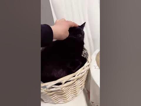 Обработка кошек от внутренних и внешних паразитов каплями на холку ...