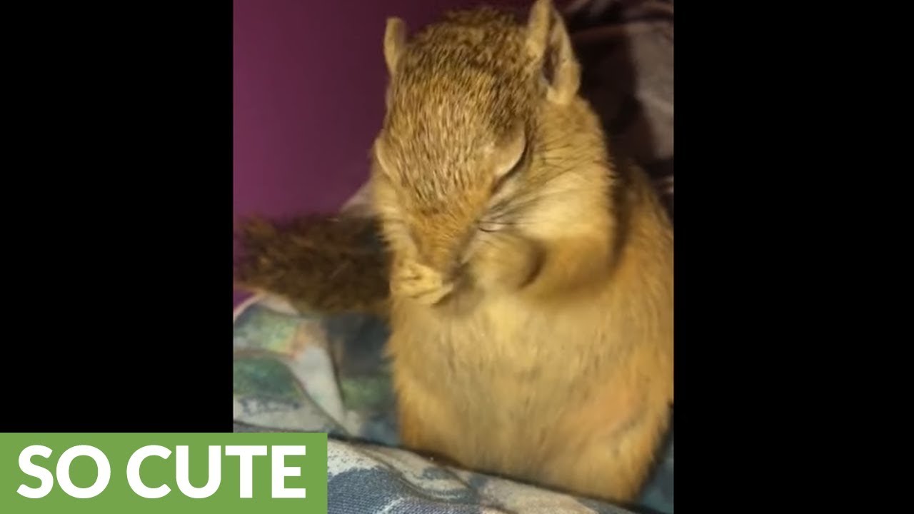 Sneezing pet squirrel will brighten your day YouTube
