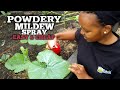 🌿 How I Treat Powdery Mildew Naturally (No Chemicals Needed)