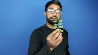 pinnate compound leaf