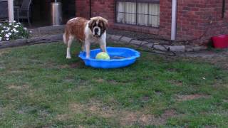 Fun in the sun - St Bernard&#39;s Chevy &amp; Bentley