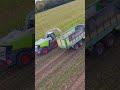Maishäckseln Claas Januar 950 10 Reiher  #cloppenburg #farming #claas #claasjaguar #landwirtschaft 