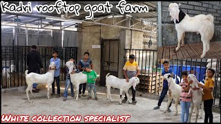 KADRI ROOFTOP GOAT FARM | BEAUTIFUL PERSONAL GOAT SETUP IN SURAT