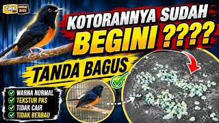 MAHAL !!! INI AWAL MULA JADI MURAI BATU GACOR BONGKAR MATERI | DRK MURAI BATU 