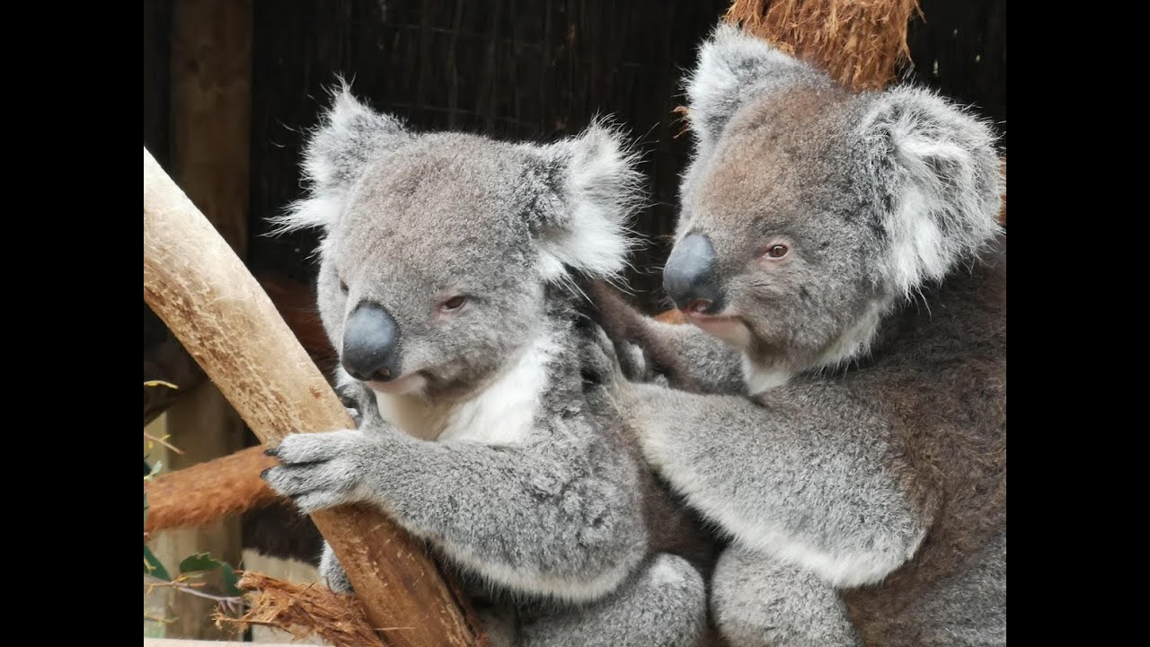 KCSP - Melbourne-2019-MB