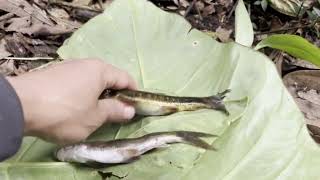 Primitive life style bamboo shoots fishing cooking Beautiful stream 🤞