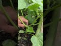Satisfying Farming &amp; Field Process #planting